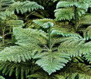 Araucaria excelsa